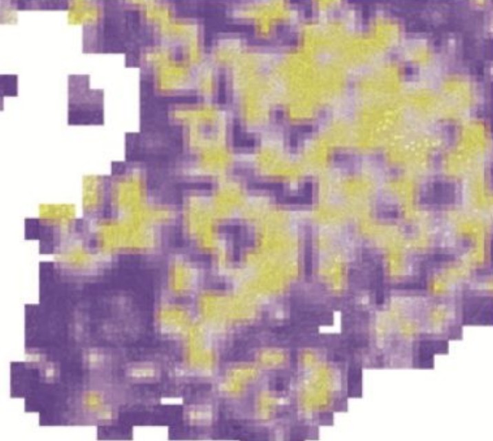 AI-predicted mutation probability heatmap for the same slide